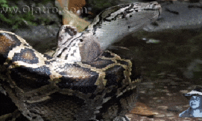 Video: Tấn công cá sấu non, trăn Miến Điện nhận cái kết thảm