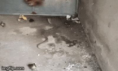 Video: Lẻn vào chuồng định ăn thịt gà con, rắn hổ mang bị gà mẹ mổ cho tơi bời