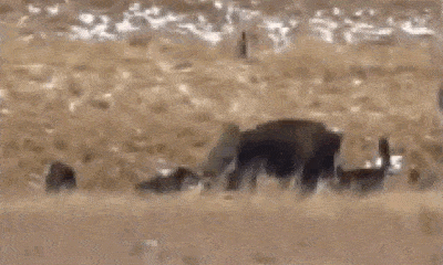 Video: Bò rừng bison tung cú đá 