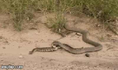 Video: Bị rắn hổ mang truy sát, 