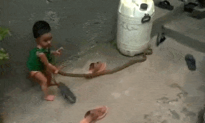 Video: Thót tim xem cảnh bé gái 2 tuổi tay không bắt rắn