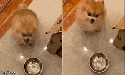 Video: Bị chủ trêu đùa, chú chó nhỏ có phản ứng đặc biệt khiến dân mang “cười bò”