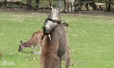 Video: Hai chú Kangaroo thể hiện màn 