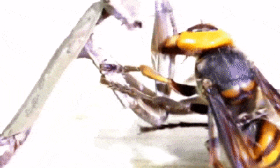 Video: Bọ ngựa tấn công ong bắp cày, kết cục nhận phần thua ê chề