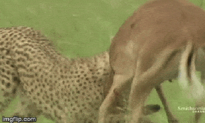 Video: Dùng ngón đòn tuyệt kỹ, báo săn khóa chặt linh dương Impala không cho con mồi cơ hội thoát thân