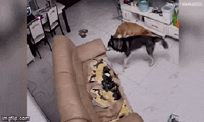 Video: Phá tan nhà của chủ, chó husky được dân mạng xin tha vì hành động ngọt ngào