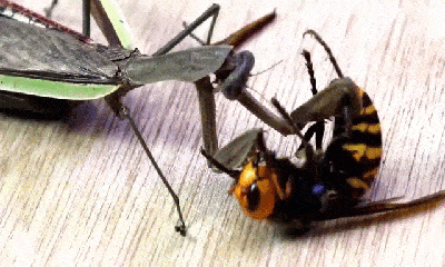 Video: Màn lật ngược tình thế của ong bắp cày khi rơi vào cặp 