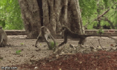 Video: Khỉ đực bị 