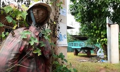 Nông dân Campuchia dùng bù nhìn để ngăn chặn COVID-19