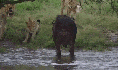 Video: Đàn sư tử 