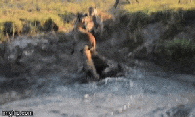 Video: Chầy chật săn linh dương, chó hoang bất lực nhìn bầy linh cẩu cướp mồi trắng trợn