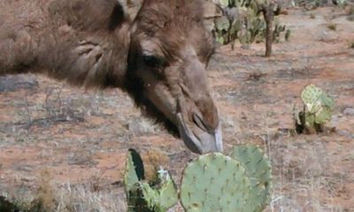 Video: Vì sao lạc đà có thể nhai xương rồng đầy gai nhọn, dài đến 15cm?