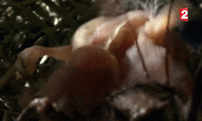 Video: Nổi da gà trước cảnh châu chấu khổng lồ tấn công tổ chim