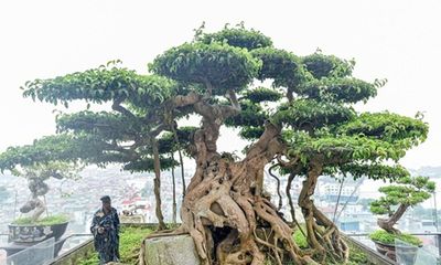 Chiêm ngưỡng cây sanh cổ trăm tuổi phong hóa cùng thời gian, trị giá ngang căn chung cư của đại gia Hà Nội