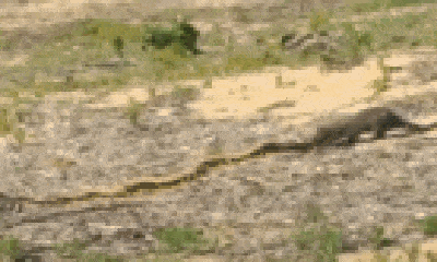 Video: Bị cầy Mangut kéo lê trên mặt đất, hổ mang 
