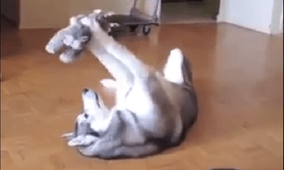 Video: Chú chó “lớn xác vật lộn” với món đồ chơi đặc biệt, dân mạng “bật cười” vì biểu cảm quá đáng yêu