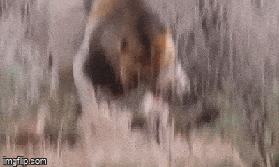 Video: Vô tình chạm mặt linh cẩu, sư tử đực bất ngờ 