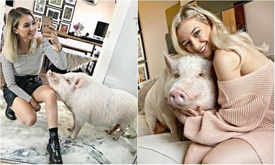 Nữ blogger sống cùng lợn 80kg, cùng chồng bôi kem chống nắng cho thú cưng mỗi khi ra ngoài