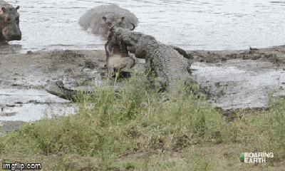 Video: Ngỡ ngàng cảnh cá sấu bỏ mồi, chạy trối chết vì đụng phải hà mã “điên”