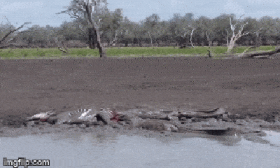 Video: Đang uống nước, ngựa vằn bị đàn cá sấu 