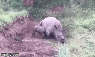 Video: Chứng kiến mẹ bị bắn chết, tê giác con liên tục khóc rống