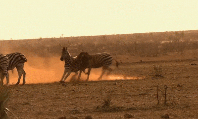 Video: Cặp ngựa vằn đực tấn công nhau bằng mõm và cái kết cát bay mù mịt