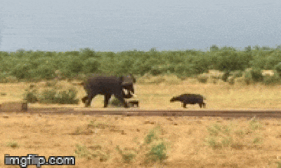 Video: Trâu rừng chơi chiêu độc khiến con vật to lớn này phải bỏ chạy 