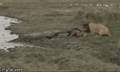 Video: Giành nhau xác linh dương, sư tử đực và cá sấu đều bỏ cuộc vì lý do gì?