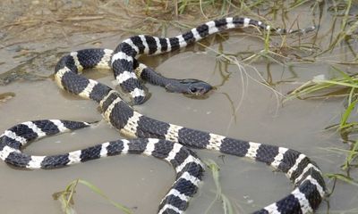 Nhiều loại rắn độc xuất hiện trong nhà dân sau khi trận lũ lịch sử ở miền Trung