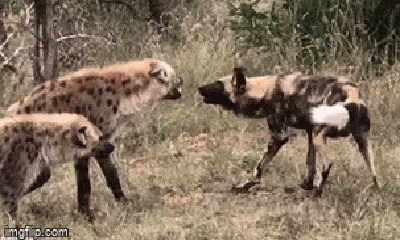 Video: Đối mặt đàn chó hoang đông đúc, linh cẩu lựa chọn mất mặt hơn mất mạng