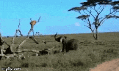 Video: Bị voi rừng nổi điên truy sát, sư tử phải leo lên cây lánh nạn