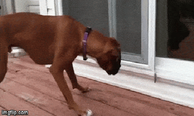 Video: Chú chó khiến dân mạng “cười té ghế” vì sợ hãi chiếc lông vũ