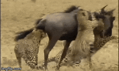 Video: Bị đàn báo săn vây hãm, linh dương đầu bò phản đòn 