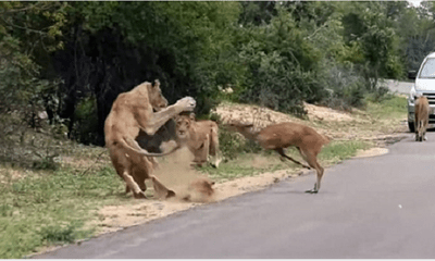 Video: Đụng độ đàn sư tử trên đường, linh dương nhận cái kết bi thảm