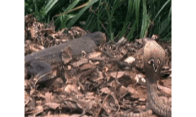 Video: Tranh ăn trứng, rắn hổ mang đối đầu kỳ đà monitor và cái kết bất ngờ