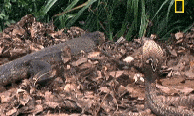 Video: Đi lang thang săn mồi, rắn hổ mang chúa gặp đối thủ truyền kiếp