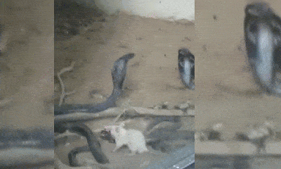 Video: Kinh ngạc cảnh chuột bạch tấn công rắn hổ mang tới tấp