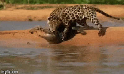 Video: Báo đốm bơi qua sông 