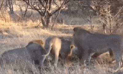 Video: Dám xâm phạm lãnh địa, sư tử cái bị 4 con đực xé xác để ăn thịt