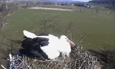 Video: Xâm nhập tổ để trộm trứng, chim cắt bị cò mẹ bắt tại trận