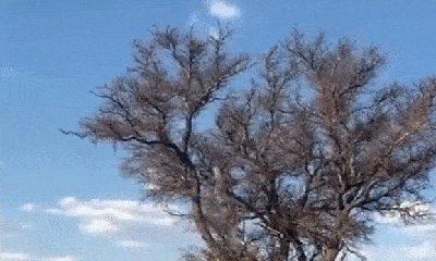  Video: Báo đốm nhào lộn trên cây bắt khỉ, xứng danh 