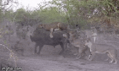 Video: Bị 20 con sư tử lao vào cắn xé, trâu rừng phản đòn 