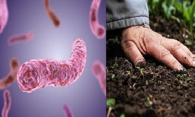 Quảng Trị: Sau mưa lũ, 4 người tử vong vì mắc “vi khuẩn ăn thịt người” whitmore