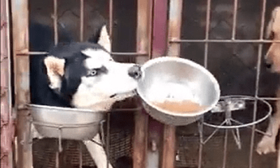 Video: Chó Husky trắng trợn “cướp” đồ ăn của đồng bọn