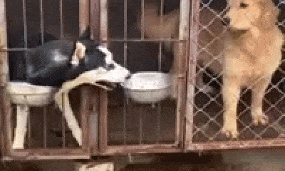 Video: Choáng với cách husky láu cá, giành đồ ăn của đồng bọn