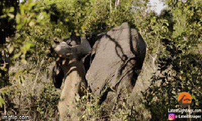 Video: Tấn công voi không thành, sư tử “co giò” bỏ chạy vì bị phản đòn