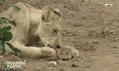Video: Bất ngờ trước cảnh sư tử âu yếm, vuốt ve linh dương con 