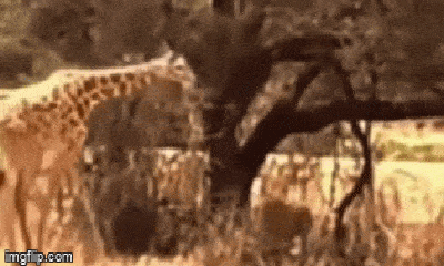 Video: Bay người lên không, sư tử hạ gục hươu cao cổ bằng ngón đòn 