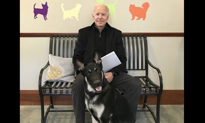 Ứng viên Tổng thống Joe Biden bị chấn thương khi chơi đùa với chó cưng