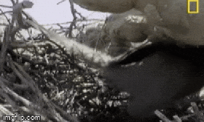 Video: Mò lên cây trộm trứng bị chim mẹ phát hiện, rắn vua dài 1,2 mét nhận cái kết thảm hại